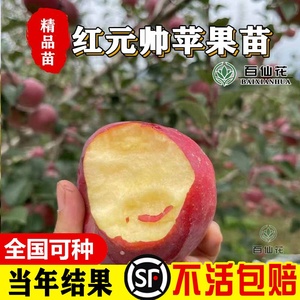 红元帅苹果树美国红蛇果苹果苗当年结果花牛苹果苗南方北方种植
