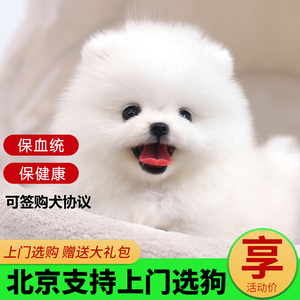 小狗狗幼犬白色小型 小狗狗幼犬白色小型品牌 价格 阿里巴巴