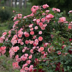 【3棵包邮】樱霞藤本月季花小苗四季阳台庭院爬藤爬墙花卉植物蔷