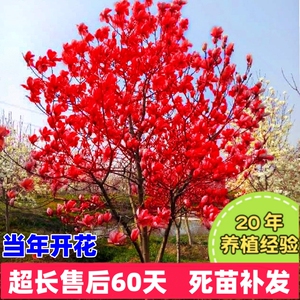 玉兰花树苗大型庭院红黄白紫玉兰树苗广玉兰花苗绿化苗木风景树苗