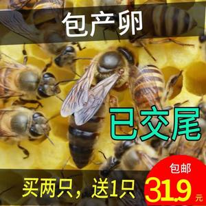 中蜂产卵王蜜蜂出售优质四川阿坝蜂王种王中蜂广西蜂王大头王