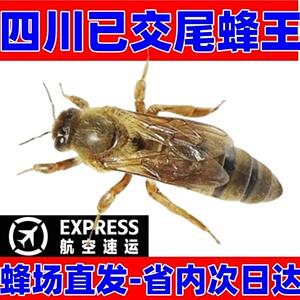 中蜂蜂王中蜂产卵王出售野生成熟金色蜜蜂王四川阿坝开产已交尾王