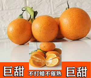 湖南怀化正宗黔阳冰糖橙冰糖柑袁隆平院士推荐新鲜水果橙子甜橙