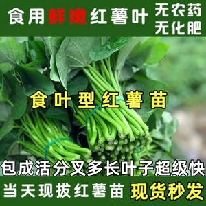 食叶型红薯苗种专吃叶子的地瓜秧苗蔬菜番薯食用广西菜苗养心秧苗