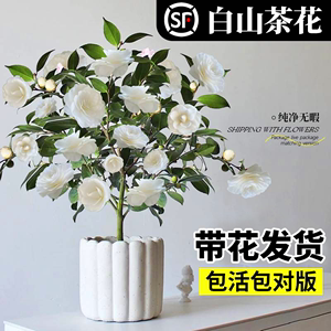 白山茶花盆栽带花苞东方亮山茶花树苗阳台室内四季绿植花卉好养活