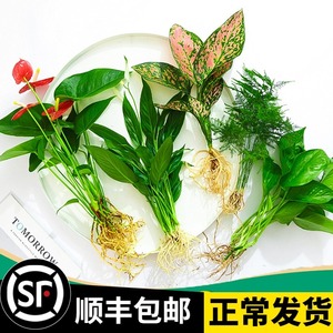 花卉植物室内花水培绿植盆栽四季水生好养活绿萝富贵文竹芋红白掌