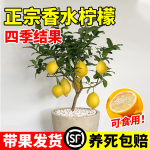 香水柠檬树苗盆栽带果可食用水果树苗庭院阳台室内四季好养绿植物