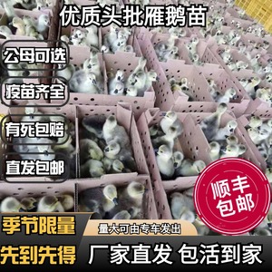 正宗雁鹅活苗出壳小鹅活苗特大种灰雁鹅苗活体快大阳江鹅包活包邮