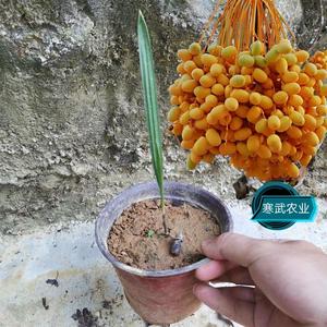 进口伊拉克椰枣树苗盆栽加拿利海枣迪拜阿联酋黄椰枣果树苗实生苗