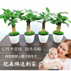 屋内盆栽植物树 淘宝拼多多热销屋内盆栽植物树货源拿货 阿里巴巴货源