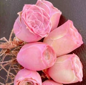 山地玫瑰粉耶罗/粉色酒杯木质桩/新手多肉植物室内阳台