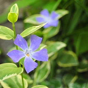 海蒂的花园花叶蔓长春常绿耐阴多年生垂吊花卉阳台花园植物盆栽苗