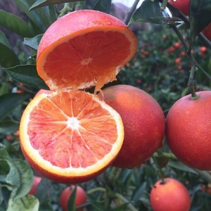 嫁接橙子苖纽荷尔脐橙苖血红肉脐橙树苖雷波脐橙子树苖盆栽苖