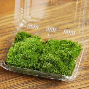 鲜活苔藓青苔苔藓微景观植物生态瓶现采新鲜活绿植草皮草坪
