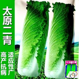 太原二青大白菜种子天津青麻叶种籽高筒长白菜蔬菜种子高产四季播