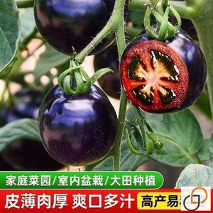 黑番茄种子糖水西黑柿水果黑色小番茄四季阳台盆栽易种植蔬菜种子