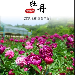 大根牡丹 大根牡丹品牌 价格 阿里巴巴 大根牡丹 大根牡丹品牌 价格 阿里巴巴