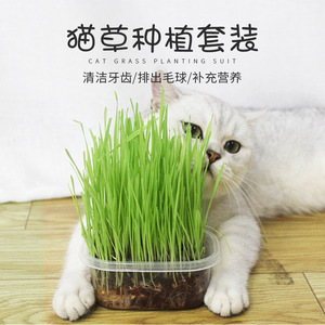 猫草猫洁牙神器小麦种子盆栽营养土去毛球猫草套装化毛猫咪零食