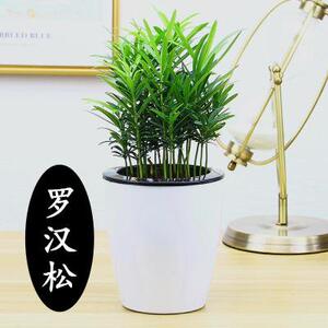 桌面四季常青松盆栽富贵竹小仙女芦荟万年青碧玉室内办公罗汉花卉 阿里巴巴找货神器