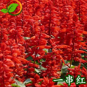 一串红种子高杆矮杆炮仗象牙西洋红种籽花期长庭院盆栽花海花草卉