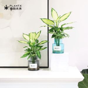 玛丽安花盆 玛丽安花盆品牌 价格 阿里巴巴 玛丽安花盆 玛丽安花盆品牌 价格 阿里巴巴