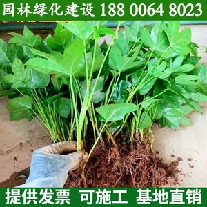 八角金盘小苗耐阴耐寒室内盆栽植物庭院地被四季常青绿化工程苗木