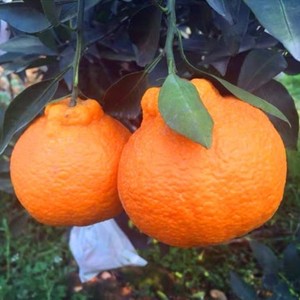 丑橘树苗丑桔树南北方橘子树不知火带果发货丑八怪四季粑粑柑果树