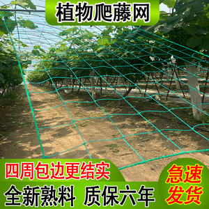 大棚爬藤网西红柿植物攀爬网架种植网农用室内铁线莲猕猴桃塑料