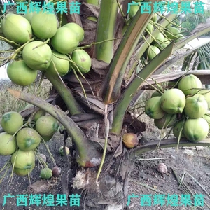 泰国椰子树矮种矮化绿椰高产食用矮绿椰香水椰青椰果树苗带壳带叶