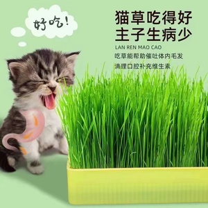 小麦种子猫草种子种孑种籽麦芽糖大麦黑麦芽苗菜种子育苗盘猫薄荷