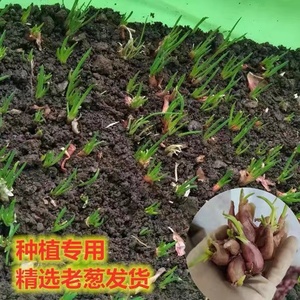 四季小葱头子苗小香葱黄葱头种植阳台盆栽葱苗蔬菜分葱红葱头1斤