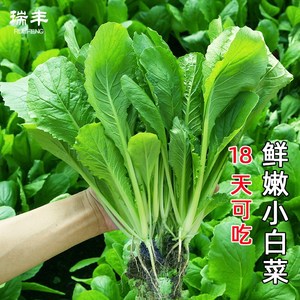 小白菜种子四季播水培青菜春季秋季快菜蔬菜种孑菜种籽阳台盆栽。