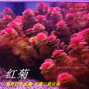 红菊花易养红色水草阴性后景无需二氧化碳鱼缸草缸造景装饰