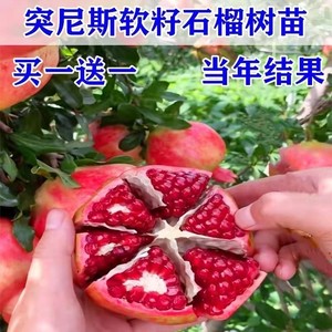半口石榴 半口石榴品牌 价格 阿里巴巴 半口石榴 半口石榴品牌 价格 阿里巴巴
