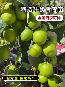 大青枣苗台湾大青枣苗树苗牛奶枣蜜丝枣嫁接苗甜脆枣子苗当年结果