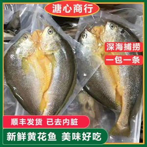 【2条】黄鱼广东湛江特产淡盐黄花鱼新鲜冷冻大黄鱼海鱼海鲜水产