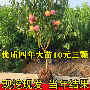 嫁接桃树苗水蜜桃鹰嘴冬桃树果苗南北方种植盆栽地栽当年结果特大