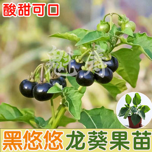 紫黑色龙葵种子农家黑悠悠黝黝水果四季果苗盆栽黄种籽孑龙葵果苗
