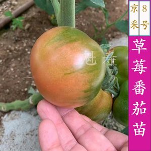 京采8号草莓柿子铁皮大西红柿苗秧番茄四季蔬菜种籽秧苗大全