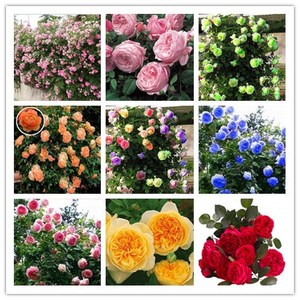 玫瑰花种蔷薇月季种籽子各种四季种植易活开花室内外盆栽花卉种孑