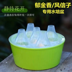 五孔三孔种球水培盆郁金香风信子专用水养塑料容器器皿