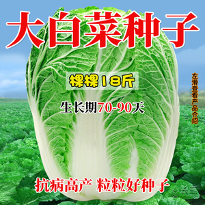 夏播耐热棵棵18斤大白菜种孑白菜籽种大全秋四季阳台大田蔬菜种子