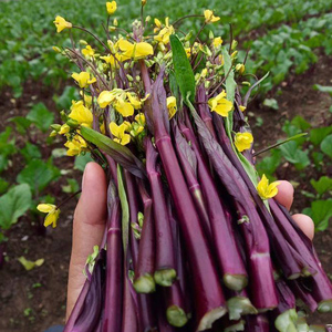 红菜苔种子紫菜苔白菜薹种籽盆栽四季播种蔬菜种孑广东高产红菜心