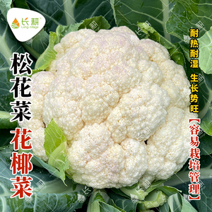早熟台湾松花菜种子科松青梗花椰菜种籽春秋四季农家蔬菜种孑大全
