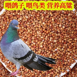 红高粱米2500g带皮去壳未脱皮喂鸽子饲料散装粮食红高梁酿酒高粱