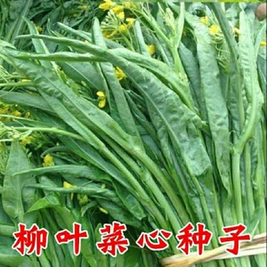 高纯度柳叶菜心种子桂林菜花种子广东广西特色蔬菜种子卷心叶菜