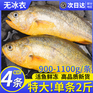 大黄鱼2斤一条大黄花鱼特大新鲜冷冻黄鱼生鲜深海鲜活海鲜宁德