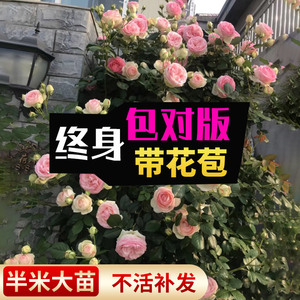 蔷薇花苗藤本月季大苗带花苞四季开花爬藤阳台灌木玫瑰庭院盆栽花