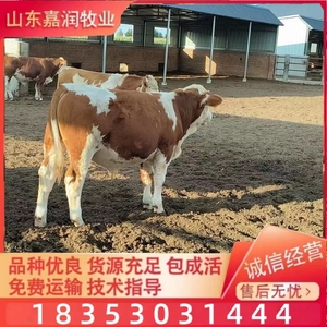 出售活牛犊 小牛犊牛苗西门塔尔种牛苗小母牛3-6个月养殖技术