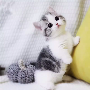 曼基康矮脚宠物猫黑白美短起司加白蓝金加白矮脚活体小型短腿幼猫